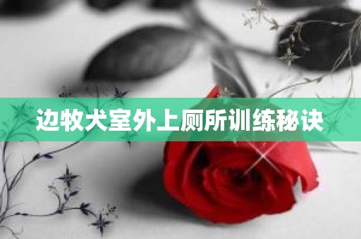 边牧犬室外上厕所训练秘诀