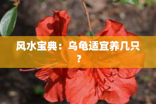 风水宝典：乌龟适宜养几只？