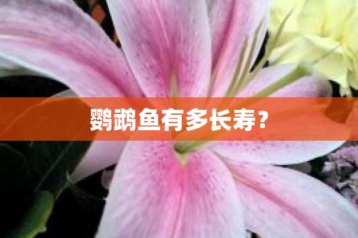 鹦鹉鱼有多长寿？