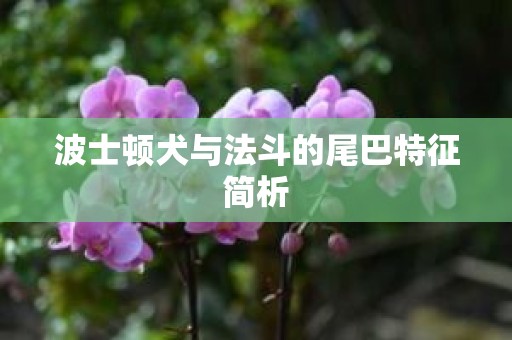 波士顿犬与法斗的尾巴特征简析