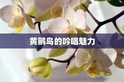 黄鹂鸟的吟唱魅力