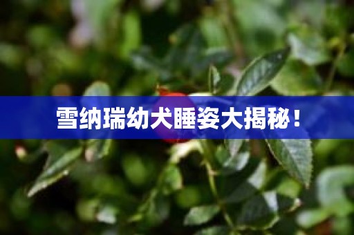 雪纳瑞幼犬睡姿大揭秘！