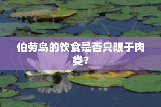 伯劳鸟的饮食是否只限于肉类？
