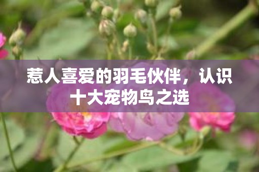 惹人喜爱的羽毛伙伴，认识十大宠物鸟之选