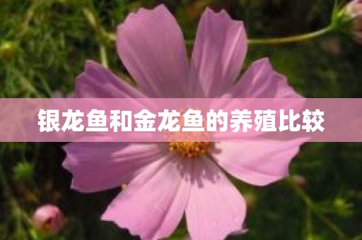 银龙鱼和金龙鱼的养殖比较