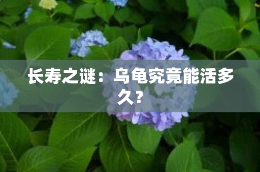 长寿之谜：乌龟究竟能活多久？