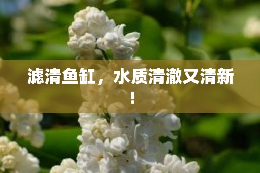 滤清鱼缸，水质清澈又清新！