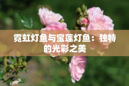 霓虹灯鱼与宝莲灯鱼：独特的光彩之美