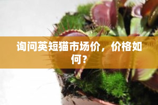 询问英短猫市场价，价格如何？