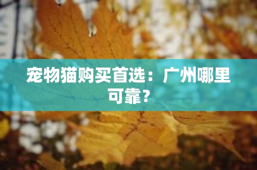 宠物猫购买首选：广州哪里可靠？