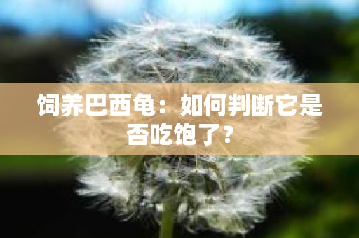 饲养巴西龟：如何判断它是否吃饱了？