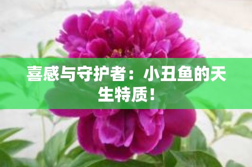喜感与守护者：小丑鱼的天生特质！