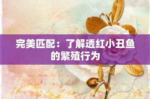 完美匹配：了解透红小丑鱼的繁殖行为