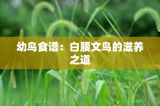 幼鸟食谱：白腰文鸟的滋养之道