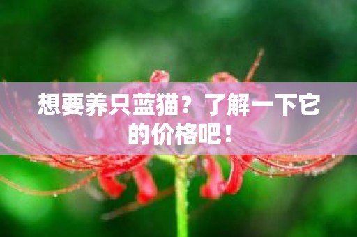 想要养只蓝猫？了解一下它的价格吧！