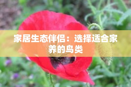 家居生态伴侣：选择适合家养的鸟类