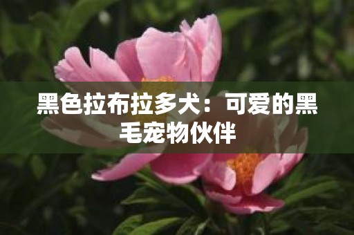 黑色拉布拉多犬：可爱的黑毛宠物伙伴