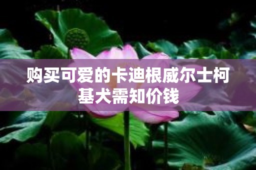 购买可爱的卡迪根威尔士柯基犬需知价钱