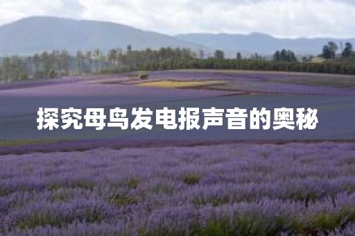 探究母鸟发电报声音的奥秘