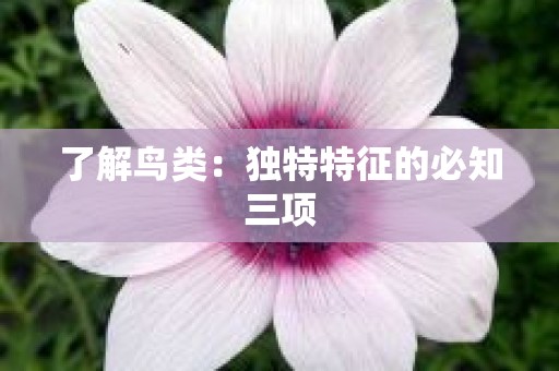 了解鸟类：独特特征的必知三项