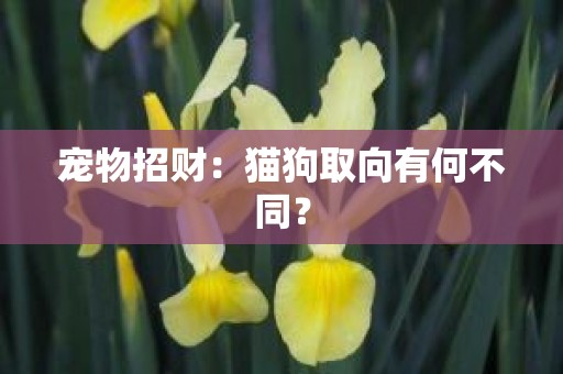 宠物招财：猫狗取向有何不同？