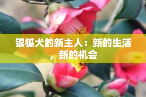 银狐犬的新主人：新的生活，新的机会