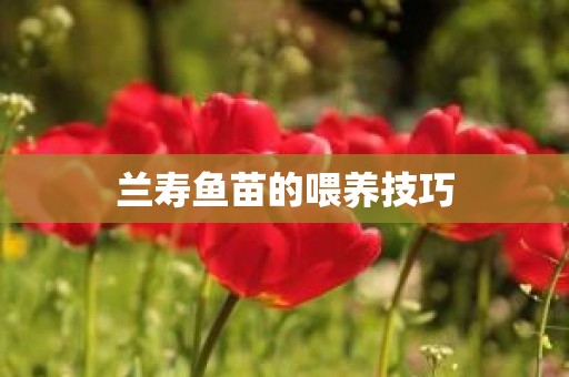 兰寿鱼苗的喂养技巧