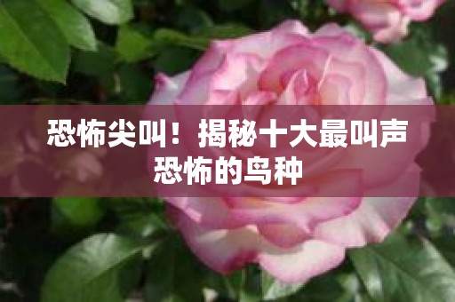 恐怖尖叫！揭秘十大最叫声恐怖的鸟种