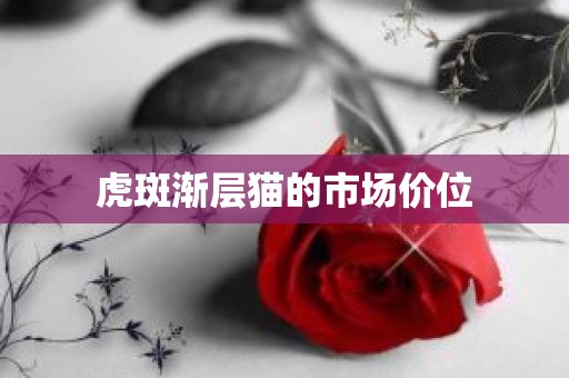 虎斑渐层猫的市场价位
