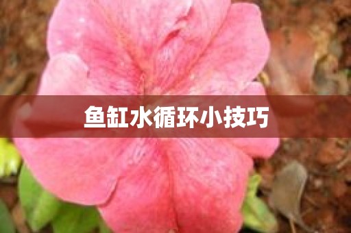 鱼缸水循环小技巧