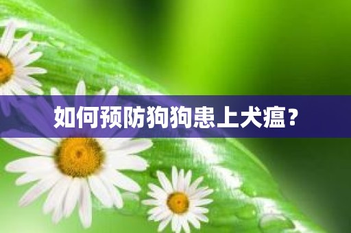 如何预防狗狗患上犬瘟？