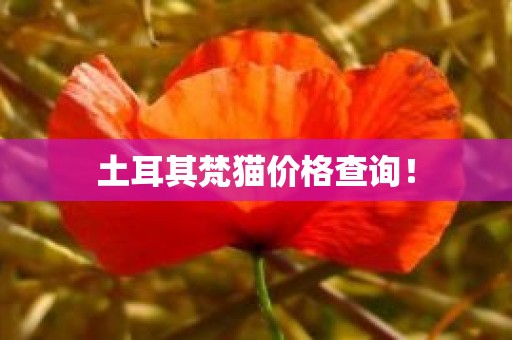 土耳其梵猫价格查询！