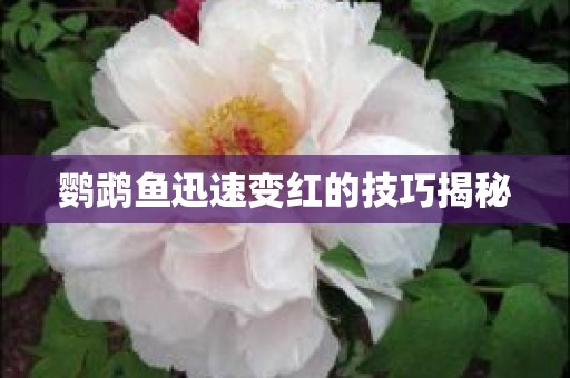 鹦鹉鱼迅速变红的技巧揭秘