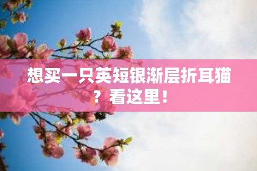 想买一只英短银渐层折耳猫？看这里！