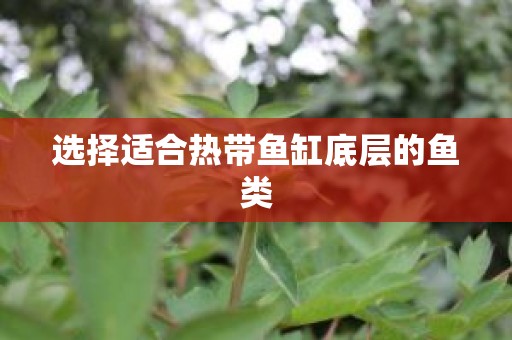 选择适合热带鱼缸底层的鱼类