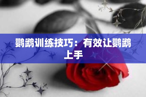 鹦鹉训练技巧：有效让鹦鹉上手
