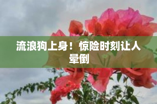 流浪狗上身！惊险时刻让人晕倒