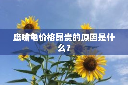 鹰嘴龟价格昂贵的原因是什么？