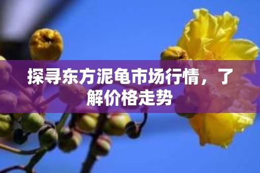 探寻东方泥龟市场行情，了解价格走势