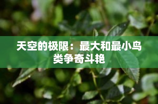 天空的极限：最大和最小鸟类争奇斗艳