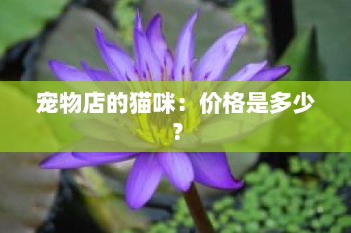 宠物店的猫咪：价格是多少？