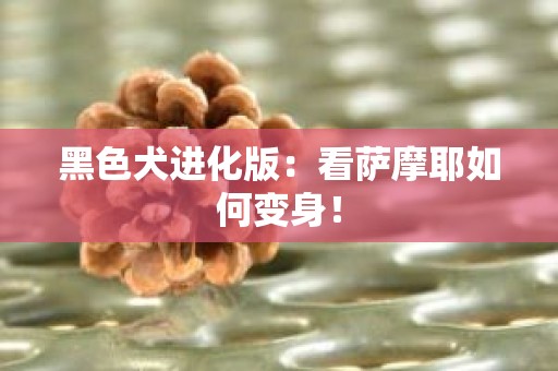 黑色犬进化版：看萨摩耶如何变身！