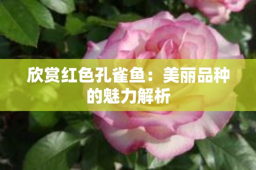 欣赏红色孔雀鱼：美丽品种的魅力解析