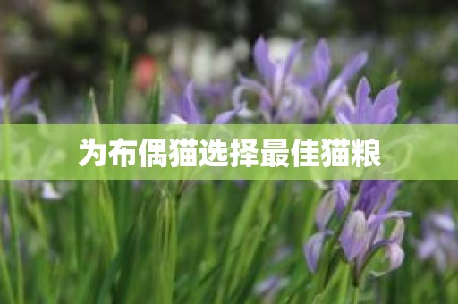为布偶猫选择最佳猫粮