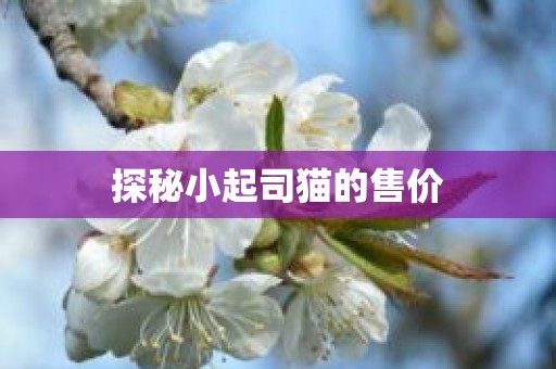 探秘小起司猫的售价