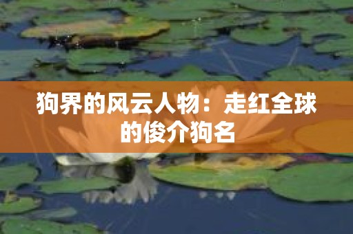 狗界的风云人物：走红全球的俊介狗名