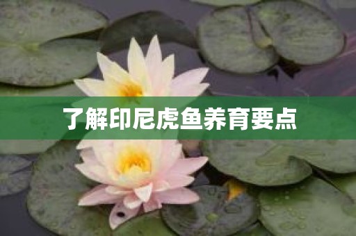 了解印尼虎鱼养育要点