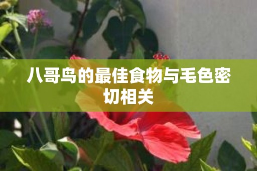 八哥鸟的最佳食物与毛色密切相关