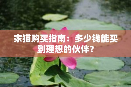 家猫购买指南：多少钱能买到理想的伙伴？