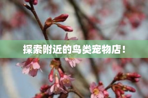探索附近的鸟类宠物店！